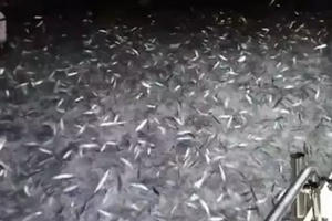 Chiêm ngưỡng hàng vạn con cá tung tăng bơi lội, nhảy cả lên thuyền của ngư dân