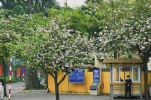 Ngắm sắc hoa ban Tây Bắc tinh khôi, đẹp nao lòng ở Hà Nội