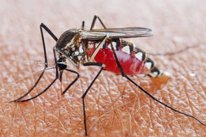 Đã có 29 trường hợp tử vong do sốt xuất huyết