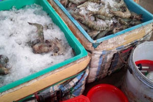 Chưa đến 20% hộ nuôi tôm ký cam kết không bơm tạp chất vào tôm