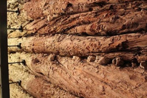 Cây thông hé lộ nguyên nhân diệt vong của nền văn minh 3.500 năm tuổi