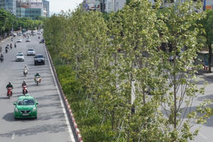 Cây phong xứ lạnh sống tươi tốt giữa “chảo lửa” Hà Nội