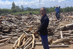 Bắt đối tượng cưa trộm hơn 1000 cây keo lá tràm