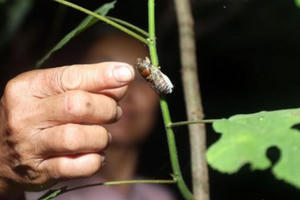 Trắng đêm săn ve sầu đầu mùa ở vùng cao Nghệ An