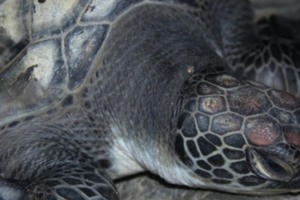 Quảng Bình: Giải cứu thành công rùa biển quý hiếm bị sa lưới ngư dân