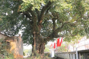 "Cụ thị" gốc chục người ôm không xuể sống qua 8 thế kỷ ở Ninh Bình