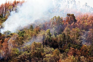 Có hơn 40 tiếng đầu đạn nổ trong vụ cháy rừng ở núi Đá Tợ