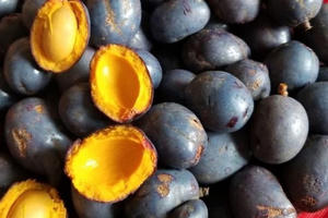 Lạ lùng thứ quả quê đắng chát xanh lè, lên Hà Nội thành đặc sản "hút" khách