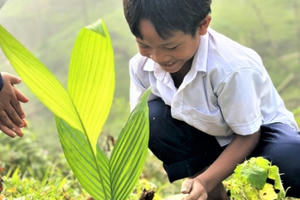 Tổ chức giảng dạy lồng ghép các chuyên đề về trồng cây xanh