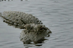 Cá sấu lớn bất ngờ xuất hiện trên sông tại Hà Tĩnh sau mưa lũ