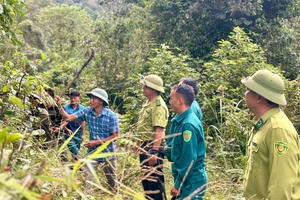 Quỹ Bảo vệ và Phát triển rừng Điện Biên: Công tác bảo vệ rừng, phát triển lâm nghiệp được đẩy mạnh, bền vững và hiệu quả