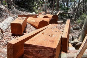 Quảng Nam: Hàng loạt khu rừng bị “xẻ thịt”