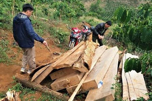 Lâm Đồng: Phát hiện gần 4m3 gỗ không rõ nguồn gốc