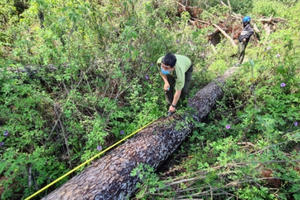 Thông cổ thụ bị triệt hạ trên 'đất vàng' của con trai cựu lãnh đạo tỉnh