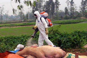 Dập ổ dịch tả lợn châu Phi tại huyện Lương Sơn, Hòa Bình