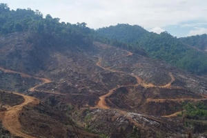 30 người ở Gia Lai lợi dụng thời điểm sáp nhập hành chính để tàn phá gần 95ha rừng