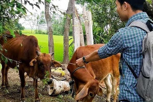 Cán bộ 'xẻ thịt' bò chính sách