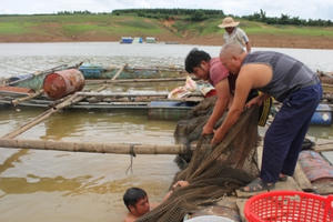 Xác minh hiện tượng cá lồng chết bất thường tại lòng hồ Plei Krông