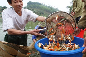 Dân làng cá chép tất bật phục vụ Tết ông Công ông Táo