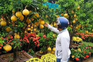 Mai, bưởi Diễn... chục triệu đồng rục rịch ra chợ Tết