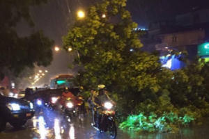Hà Nội: Mưa gió lớn khiến xà cừ bật gốc, đổ chắn ngang đường