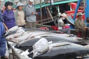 Slide - Điểm tin thị trường: Xuất khẩu cá ngừ sang EU, Trung Quốc giảm