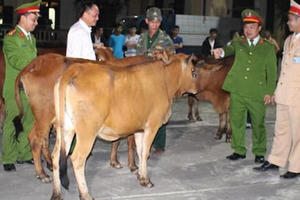 Nghệ An: “Siêu trộm” cắt khóa “cuỗm” cả đàn bò 5 con trong đêm