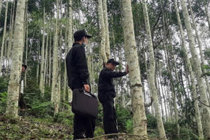 Lâm Bình sẽ chi trả hơn 3 tỷ đồng khoán bảo vệ rừng phòng hộ