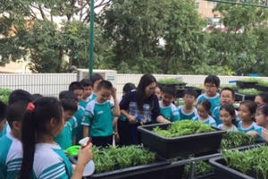 Cận cảnh "vườn rau thân thiện" độc đáo của học sinh tiểu học ở TPHCM