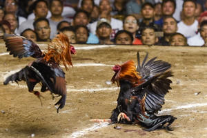 21 đối tượng đang "quây quần" chơi chọi gà thì bị bắt