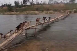 Chủ tịch Hội Cựu chiến binh liều mình cứu 3 thanh niên đuối nước giữa dòng sông Giăng