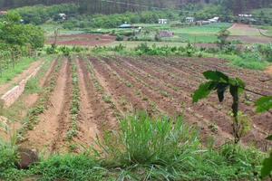 Trình tự, thủ tục cho phép chuyển mục đích sử dụng đất theo Luật Đất đai 2024