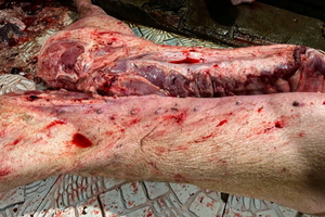 Triệt phá đường dây thu mua lợn bệnh, lợn chết bán cho các bếp ăn công nhân