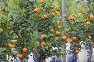 Ép quất cảnh Tết ra quả hình hồ lô, nông dân Hưng Yên không còn hàng để bán