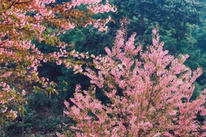 Đến Mộc Châu săn mai anh đào