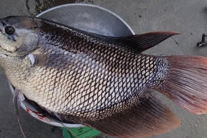 Nhận biết thực phẩm sạch: Cách chọn hải sản tươi sống