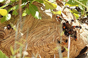 Bị đàn ong vò vẽ đốt hàng chục nốt, bé 2 tuổi tử vong thương tâm