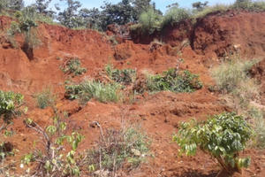 Lâm Đồng: Nhiều diện tích cà phê bị chôn vùi do sạt lở đất