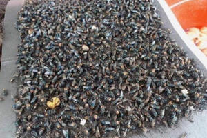 Kon Plông - Kon Tum: Người dân khổ sở vì “dịch ruồi” bùng phát