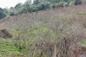 Sơn La lần đầu dán tem đào vườn dân trồng, phân biệt với đào rừng