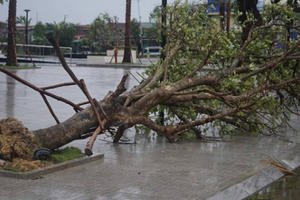 Bão quét qua, cây đổ ngổn ngang, nhiều đường bị ngập