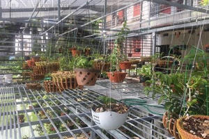 Vỡ bong bóng Phi điệp đột biến: Gạ người thân tiền tỷ