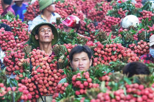 Người dân Bắc Giang thắng lớn vụ vải thiều 2019, thu về hàng trăm triệu USD