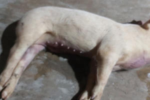 Lợn chết do bệnh tai xanh, các trại đồng loạt “tố” lợn giống nhiễm bệnh