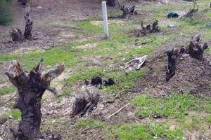 “Tai họa kép” tàn phá rừng dương ven biển Phú Yên