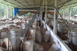 Heo hơi tăng giá: Cần tỉnh táo với thị trường “bất thường”