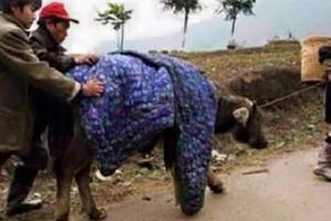 Gần 900 con gia súc chết trong 2 ngày rét kỷ lục