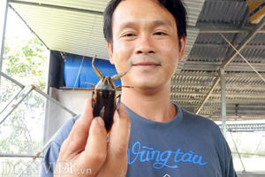 Trại côn trùng có mùi thơm ở miền Tây: Nhàn nhã mà thu tiền khủng