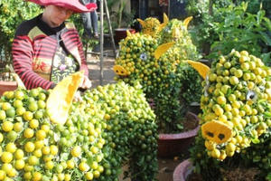 "Độc và lạ" những cây quất hình chú heo vàng