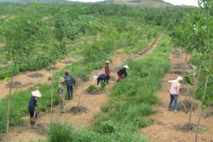 Sẽ thu hồi những dự án sử dụng đất có nguồn gốc nông, lâm trường chậm tiến độ